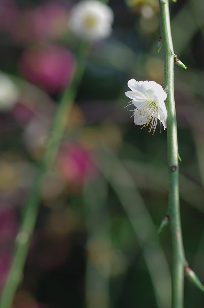 f:id:Arie:20140327215632j:image:w500