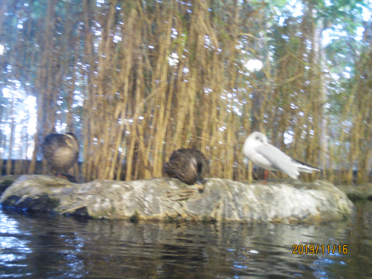 f:id:Arpino:20200501232123p:plain
