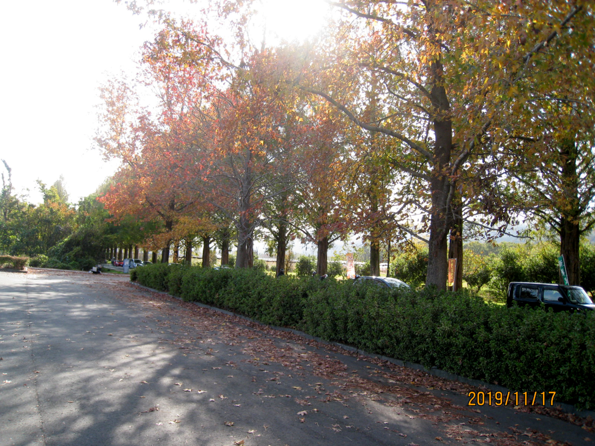 f:id:Arpino:20200501235911p:plain