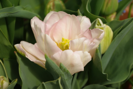 f:id:Artemis:20090322105158j:image:w250