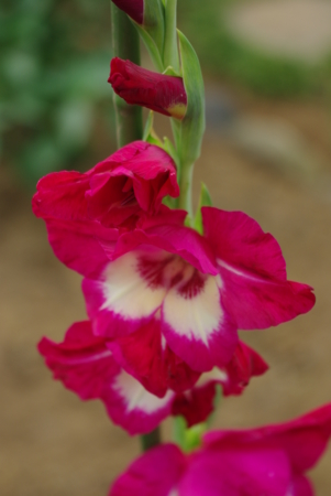 f:id:Artemis:20090712142540j:image:h250