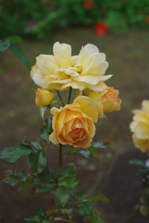 f:id:Artemis:20091025105550j:image f:id:Artemis:20091025105550j:image