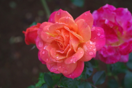 f:id:Artemis:20091025110334j:image f:id:Artemis:20091025110334j:image