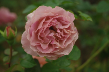 f:id:Artemis:20091025110615j:image f:id:Artemis:20091025110615j:image