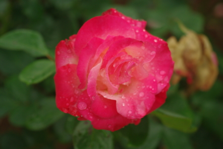 f:id:Artemis:20091025110717j:image f:id:Artemis:20091025110717j:image