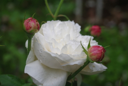 f:id:Artemis:20091025112835j:image f:id:Artemis:20091025112835j:image