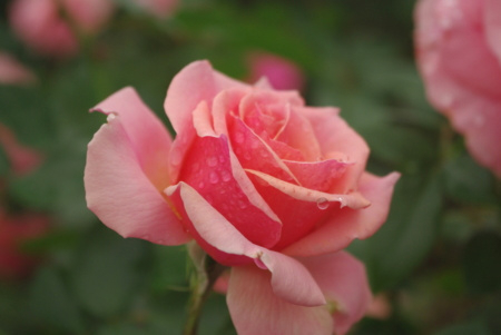 f:id:Artemis:20091025113917j:image f:id:Artemis:20091025113917j:image