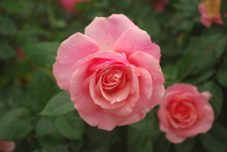 f:id:Artemis:20091025114225j:image f:id:Artemis:20091025114225j:image