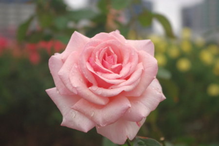 f:id:Artemis:20091025114627j:image f:id:Artemis:20091025114627j:image