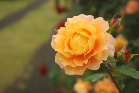 f:id:Artemis:20091025120842j:image f:id:Artemis:20091025120842j:image