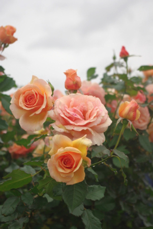 f:id:Artemis:20091025122031j:image f:id:Artemis:20091025122031j:image