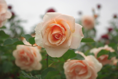 f:id:Artemis:20091025122307j:image f:id:Artemis:20091025122307j:image