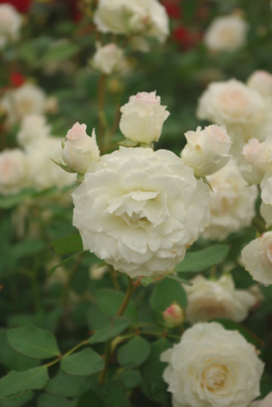 f:id:Artemis:20091025122738j:image f:id:Artemis:20091025122738j:image