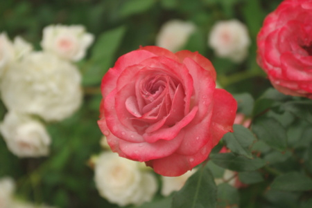 f:id:Artemis:20091025122852j:image f:id:Artemis:20091025122852j:image