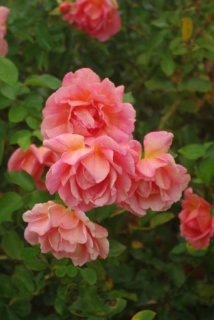 f:id:Artemis:20091025123007j:image f:id:Artemis:20091025123007j:image