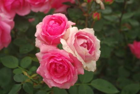 f:id:Artemis:20091025124004j:image f:id:Artemis:20091025124004j:image