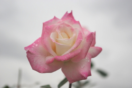 f:id:Artemis:20091025124019j:image f:id:Artemis:20091025124019j:image