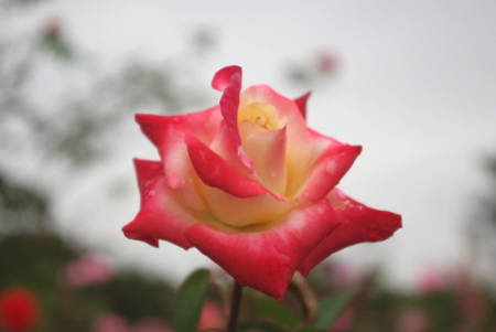 f:id:Artemis:20091025124858j:image f:id:Artemis:20091025124858j:image
