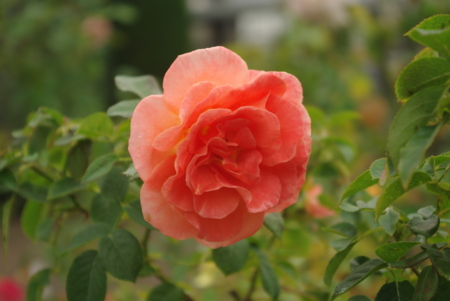 f:id:Artemis:20091025125755j:image