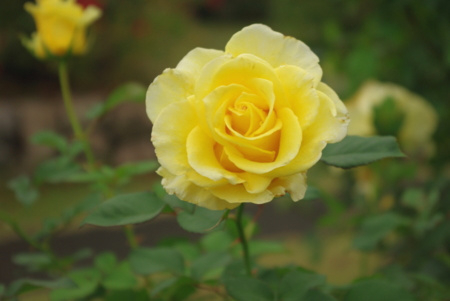 f:id:Artemis:20091025130757j:image