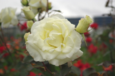 f:id:Artemis:20091025131148j:image