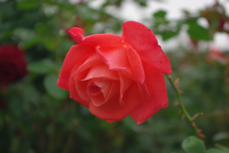 f:id:Artemis:20091025131305j:image