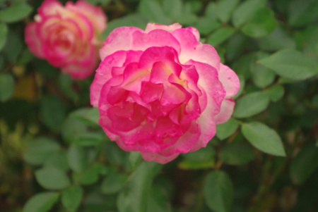 f:id:Artemis:20091025131829j:image