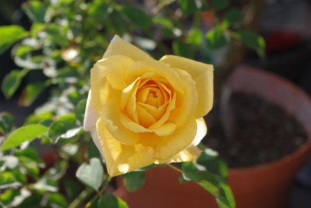 f:id:Artemis:20091115135646j:image:w300 f:id:Artemis:20091115135646j:image:w300