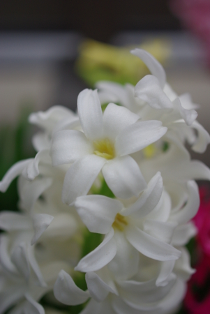 f:id:Artemis:20100403090722j:image:h250