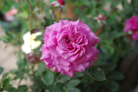 f:id:Artemis:20100503081431j:image