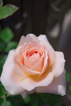 f:id:Artemis:20100504112259j:image