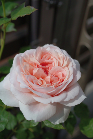 f:id:Artemis:20100505083709j:image:w240 f:id:Artemis:20100505083709j:image:w240