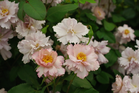 f:id:Artemis:20100516152733j:image