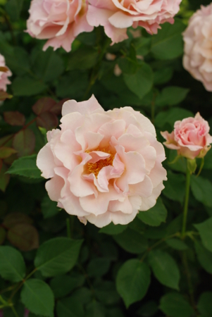 f:id:Artemis:20100516152848j:image