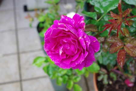 f:id:Artemis:20100523084509j:image f:id:Artemis:20100523084509j:image