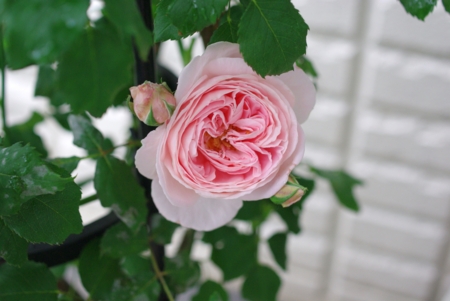 f:id:Artemis:20100523084717j:image f:id:Artemis:20100523084717j:image