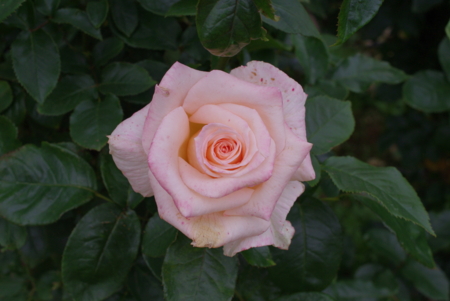 f:id:Artemis:20100529074323j:image