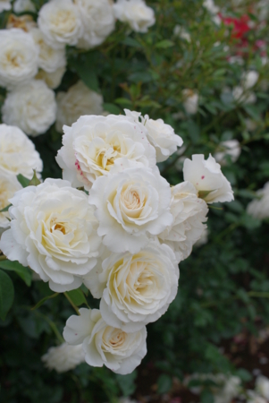 f:id:Artemis:20100529093536j:image