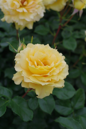 f:id:Artemis:20100529095548j:image