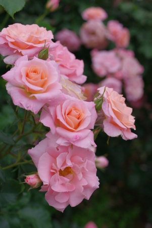 f:id:Artemis:20100529102209j:image