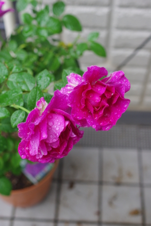 f:id:Artemis:20101009120221j:image