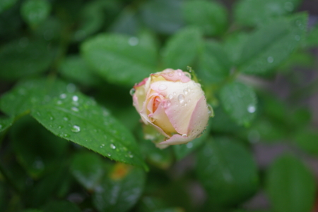 f:id:Artemis:20101009120512j:image