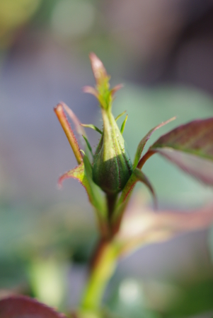 f:id:Artemis:20110402153716j:image