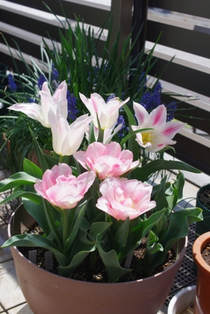 f:id:Artemis:20110416104316j:image