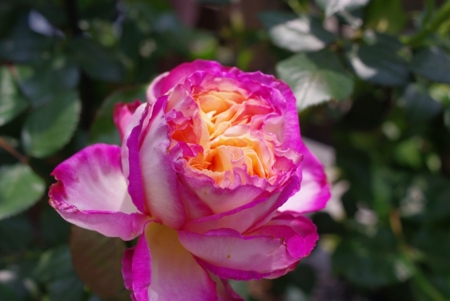 f:id:Artemis:20110430113712j:image:w250