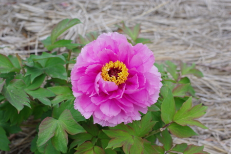 f:id:Artemis:20110505093630j:image:w360 f:id:Artemis:20110505093630j:image:w360
