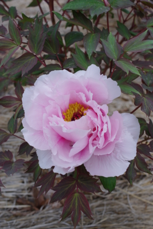 f:id:Artemis:20110505093838j:image:h360 f:id:Artemis:20110505093838j:image:h360