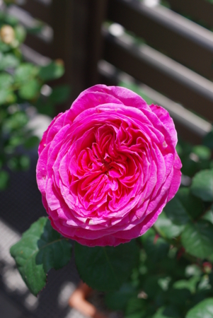 f:id:Artemis:20110514111042j:image