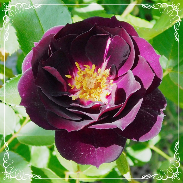 f:id:Artemis:20190503093432j:plain