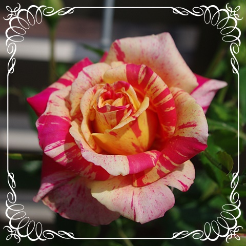 f:id:Artemis:20190511125508j:plain